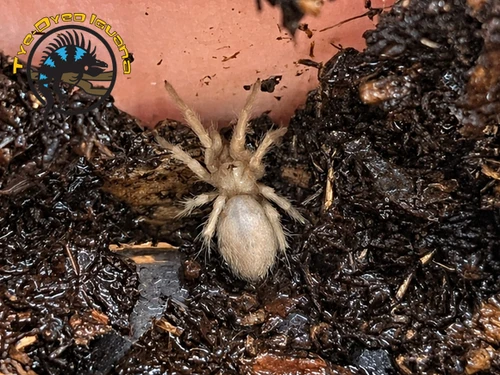 Arizona Blonde (Sling) - Aphonopelma chalcodes