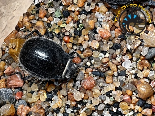 Hairy Robot Beetle - Edrotes ventricosus