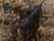 Giant Vinegaroon - Mastigoproctus giganteus giganteus