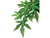 Plant Abutilon - Small - Exo Terra