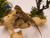 Bearded Dragon (Leatherback) - Pogona vitticeps