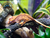 Crested Gecko Baby - Correlophus ciliatus