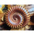 Giant African Golden Millipede - Telodeinopus assiniensis