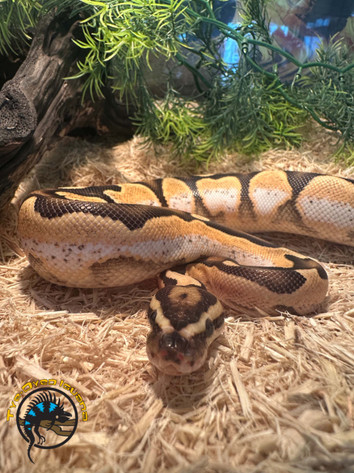 The Morph Craze: The Ethics of Breeding for Color vs. Health