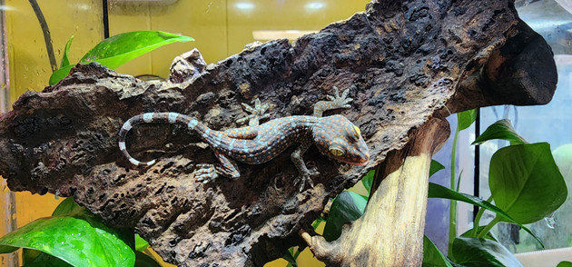 The 72-Hour Survival Protocol of Newly Translocated Reptiles