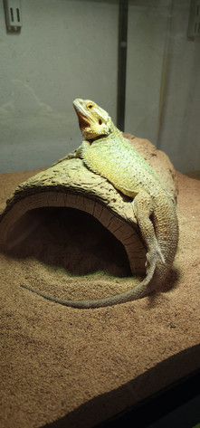 Metabolic Bone Disease in Reptiles: The Silent Threat and How to Prevent It