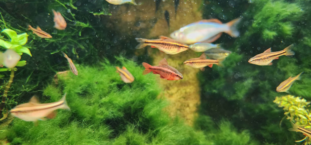 Setting Up Your First Freshwater Aquarium: A Step-by-Step Guide