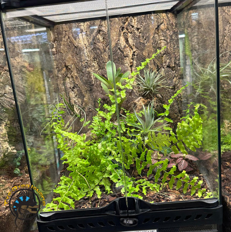 Bioactive 101: What It Is and Why Your Reptile Needs It