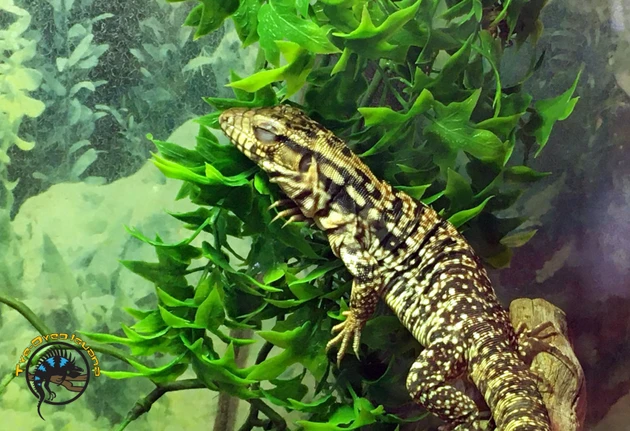 Argentine Black and White Tegu Care: Enclosure, Diet, Taming, and What to Expect