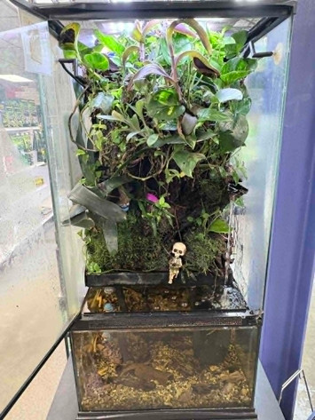 How to Build a Paludarium