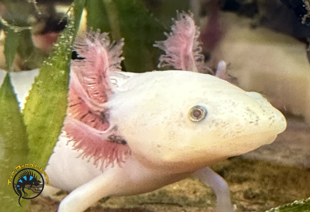 Axolotl Care Guide: Tank Setup, Water Parameters, Diet, and Health