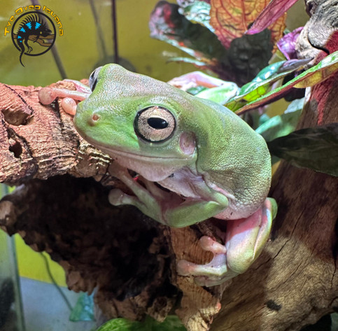 The Beginner's Guide to Pet Frogs: Beyond the Basics