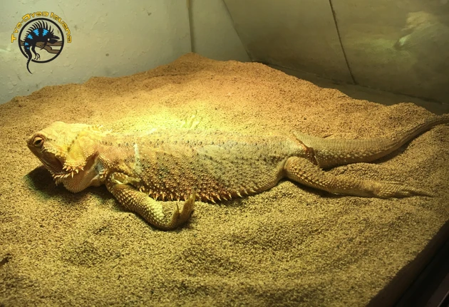 Bearded Dragon Brumation: Signs, Safety, and When to Worry