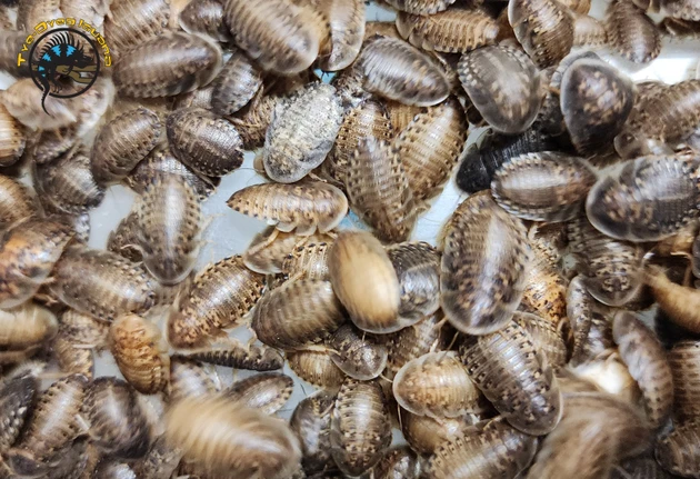 Feeder Insects Compared: Dubia Roaches, Crickets, Mealworms, and Beyond