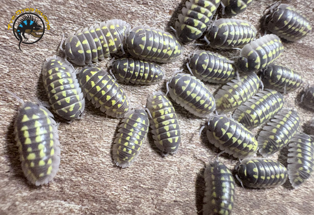 Isopods in Bioactive Terrariums: The Complete Guide to Your Cleanup Crew