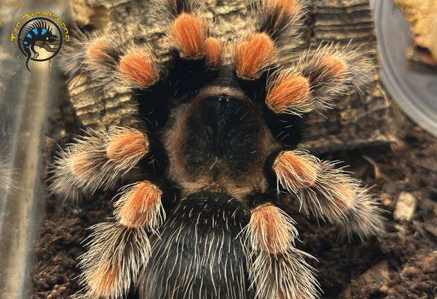 Tarantula Species Guide: How to Choose Your First (or Next) Tarantula