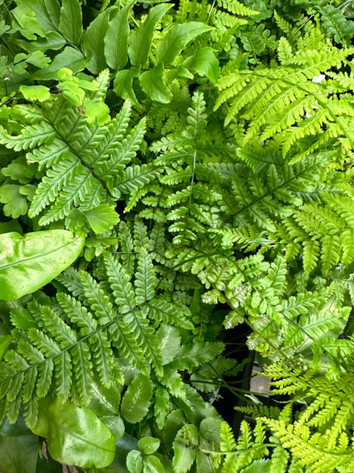 Choosing the Right Plants for Your Terrarium: A Species-by-Species Guide