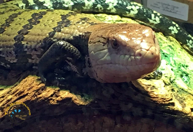 Blue Tongue Skink Care Guide: Enclosure, Diet, Handling, and Health