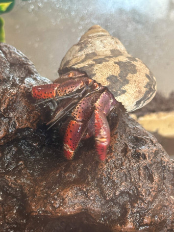 Hermit Crabitat Setup Guide