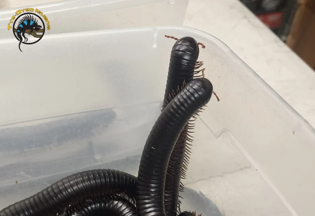 Giant Millipede Care: The Gentle Giant of the Invertebrate World