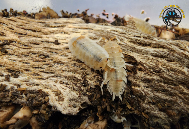 The Complete Guide to Keeping Pet Isopods: Species, Setup, and Breeding