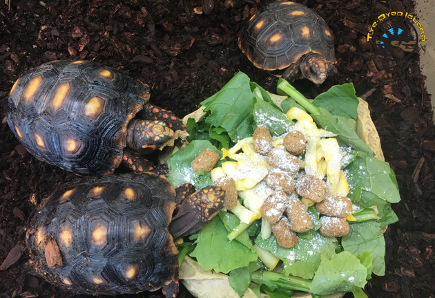 The Complete Reptile Feeding Guide: Diets, Schedules, and the Mistakes That Make Your Pet Sick