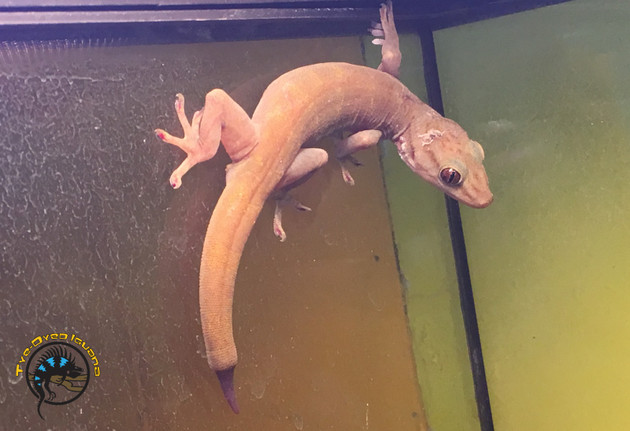 Parasites in Reptiles: The Silent Threat Every Keeper Should Screen For
