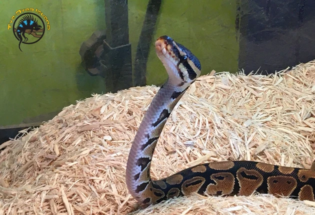 Respiratory Infections in Reptiles: Causes, Symptoms, Treatment, and Prevention
