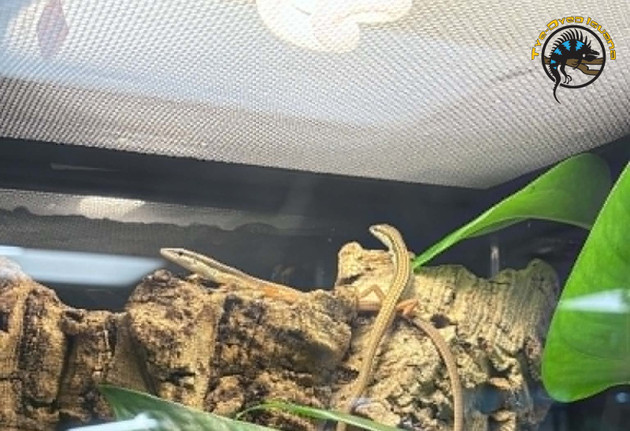 The Ultimate Reptile Lighting Guide: UVB, Basking, and How to Get It Right