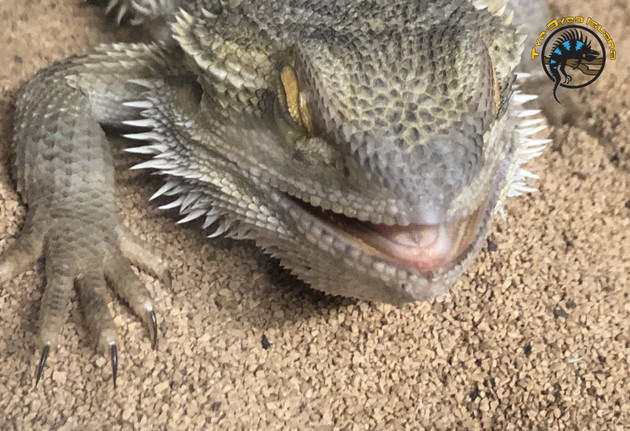 10 Signs Your Reptile Is Sick: What to Watch For and When to See a Vet