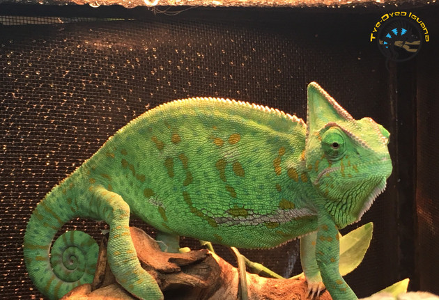 Veiled Chameleon Care: Why These Stunning Reptiles Aren't as Hard as You Think