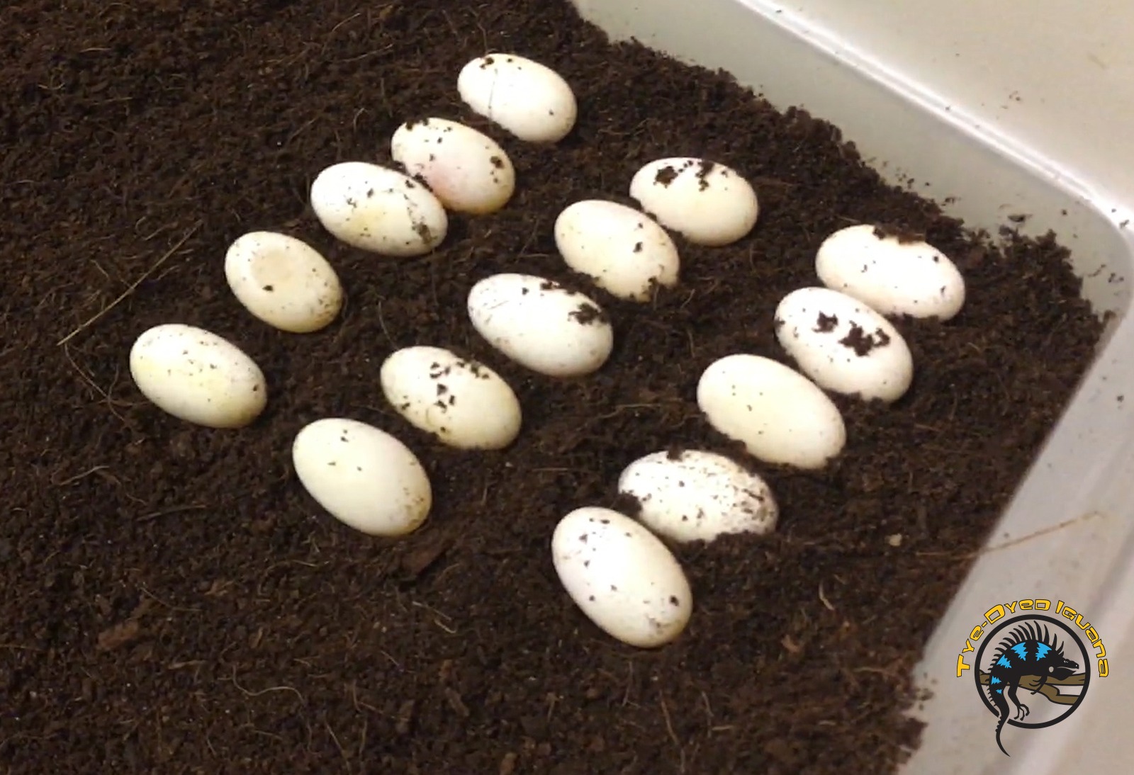 Should You Breed Your Reptile? An Honest Look at Cost, Ethics, and What Actually Happens