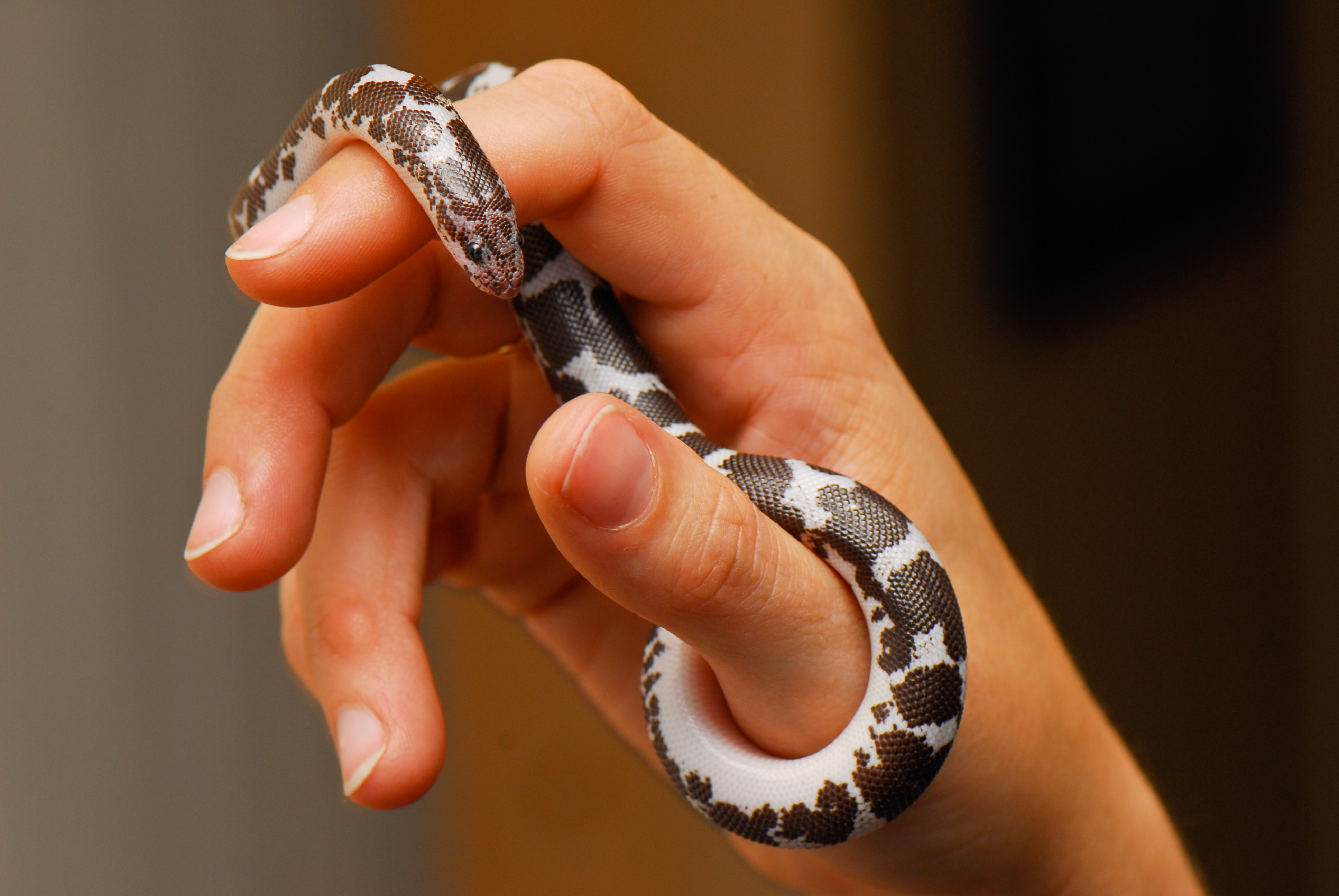 Top 5 SMALLEST Pet Snakes You Can Own 