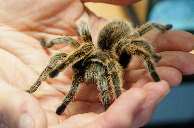 Tarantula 101 What To Know Before Buying A Spider The Tye Dyed