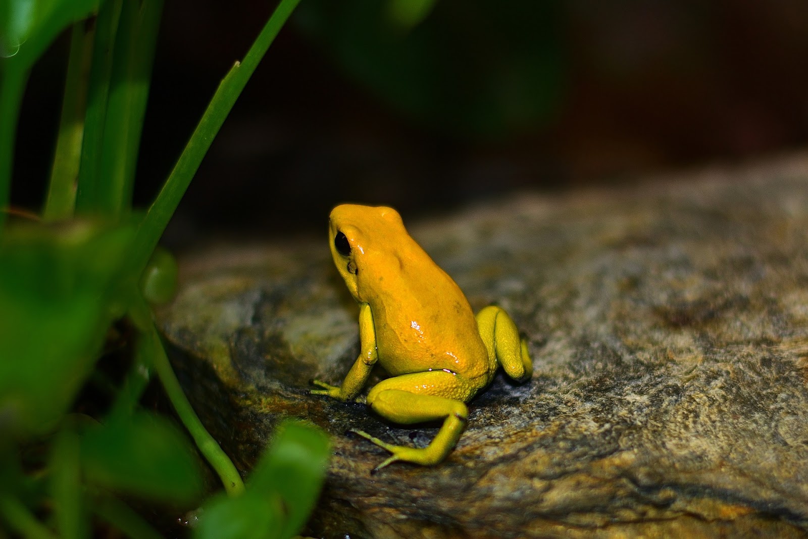 Keeping Poison Dart Frogs as Pets and Bioactive terrarium