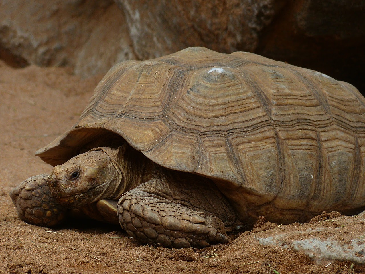 Baby Indian Star Tortoise at Taronga Zoo - YouTube