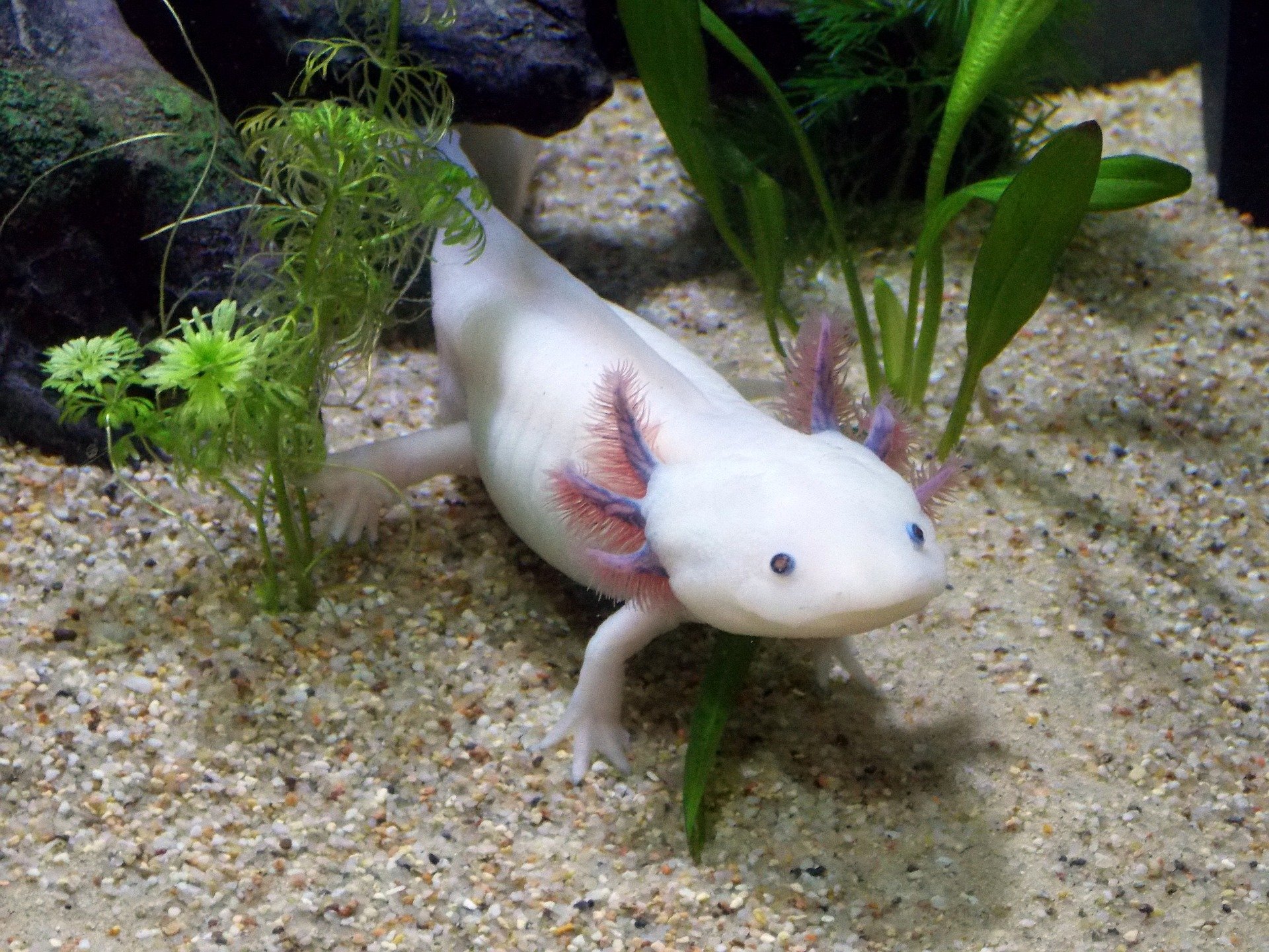 why-does-everybody-love-axolotls-the-tye-dyed-iguana-reptiles-and