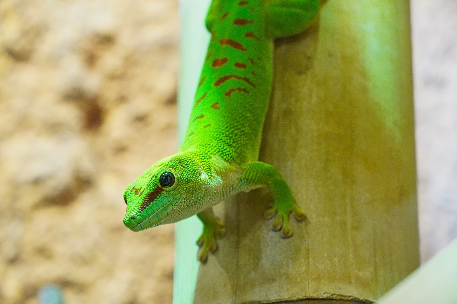 Cutest Exotic Pet Vids - The Tye-Dyed Iguana - Reptiles and ...