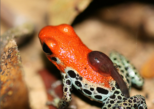 golden poison frog tadpoles