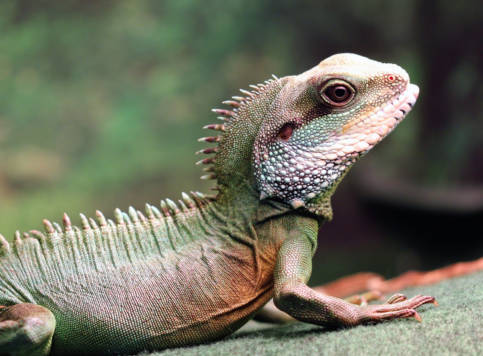 How to provide the BEST HEAT for your REPTILES 