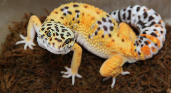 best pet lizards that like to be handled