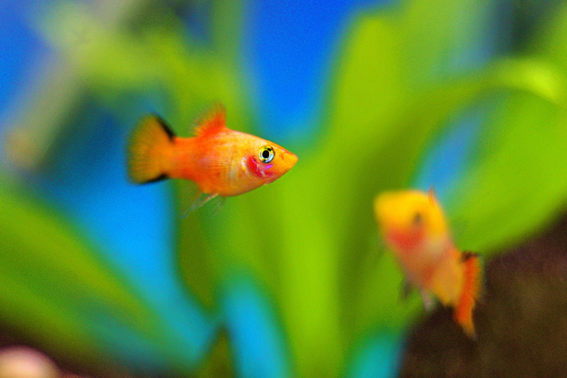 platy fish types