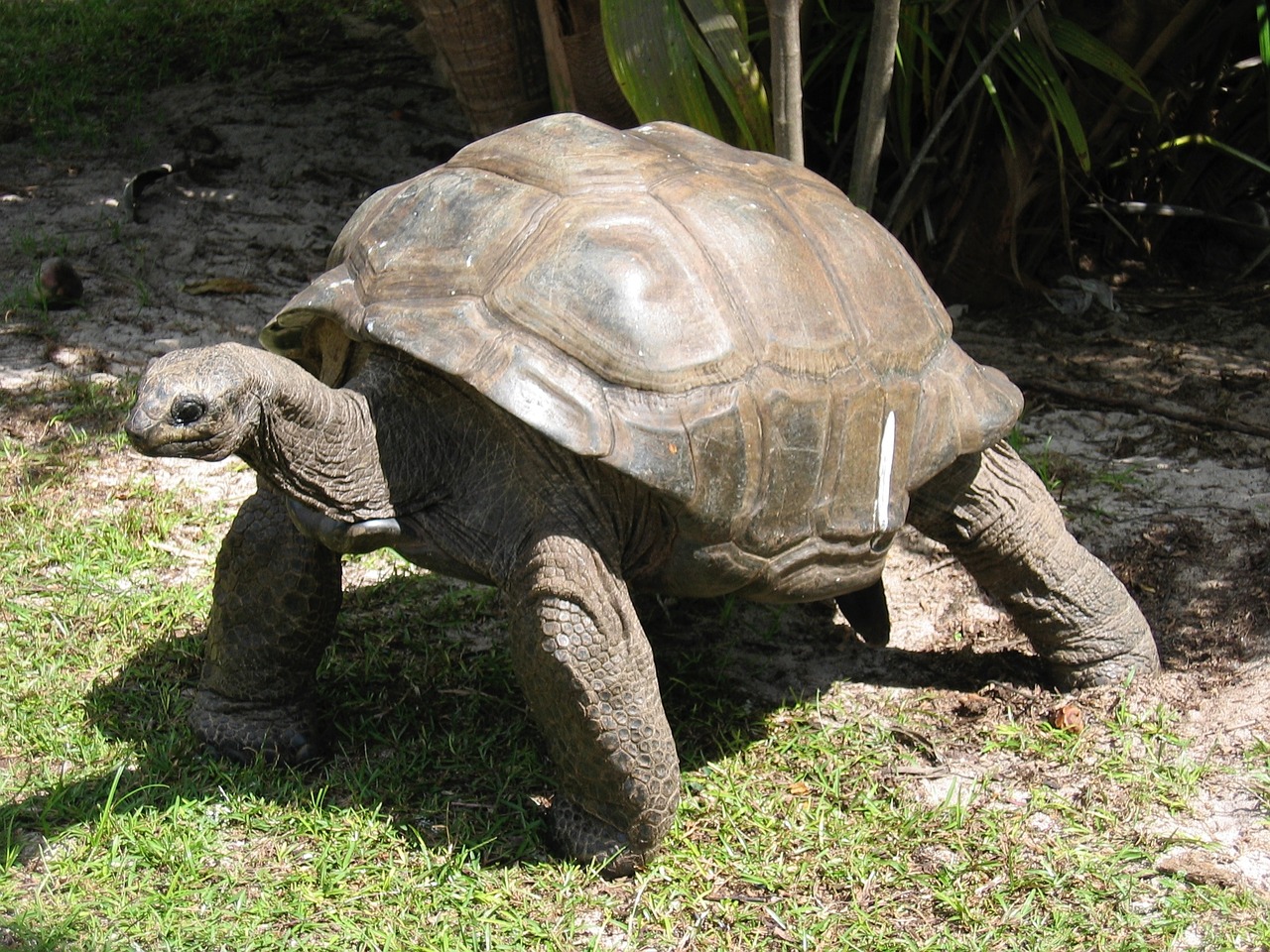 keeping a tortoise as a pet