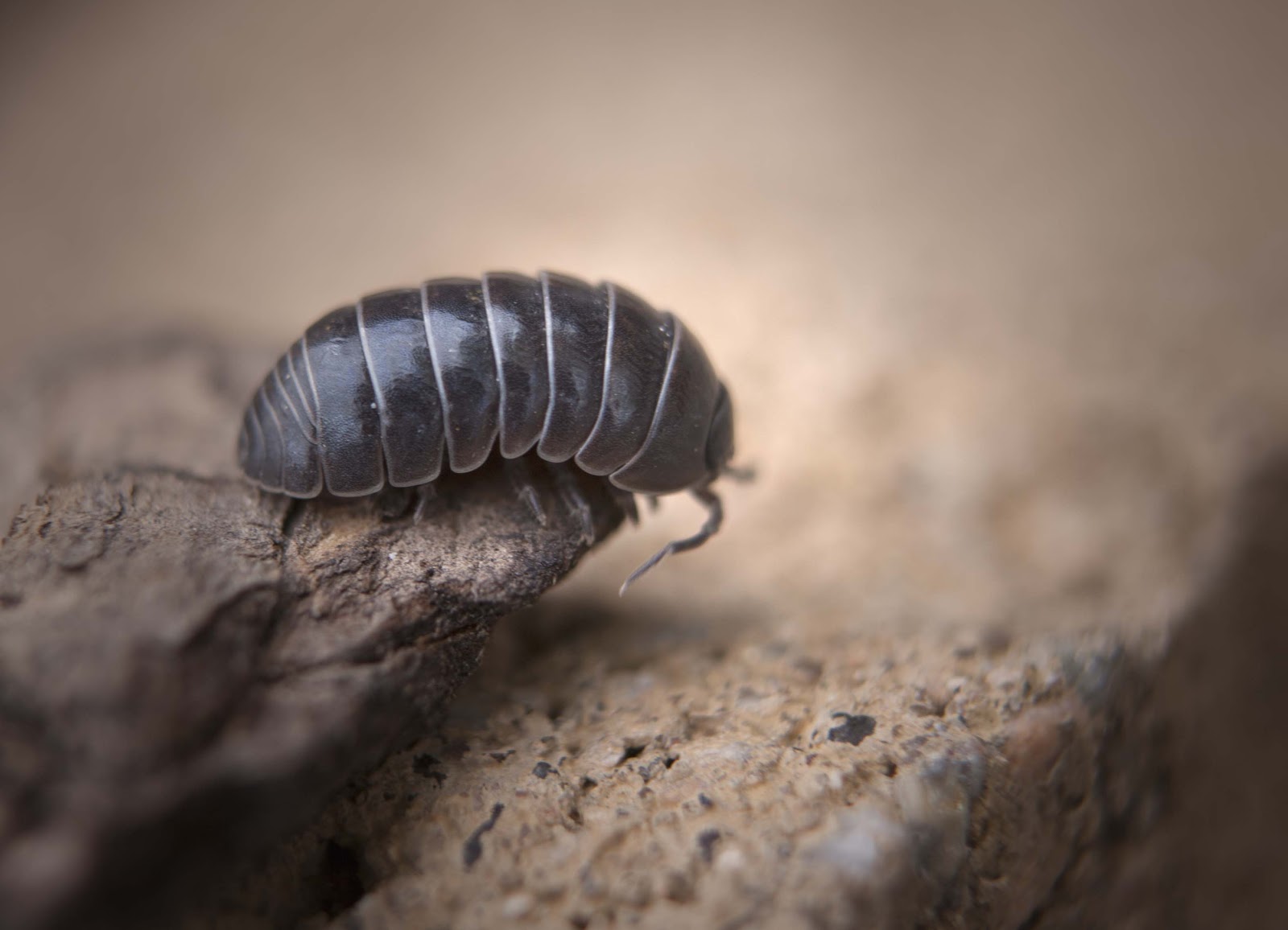 How to Breed Your Own Isopods: Part 1 - The Tye-Dyed Iguana - Reptiles ...
