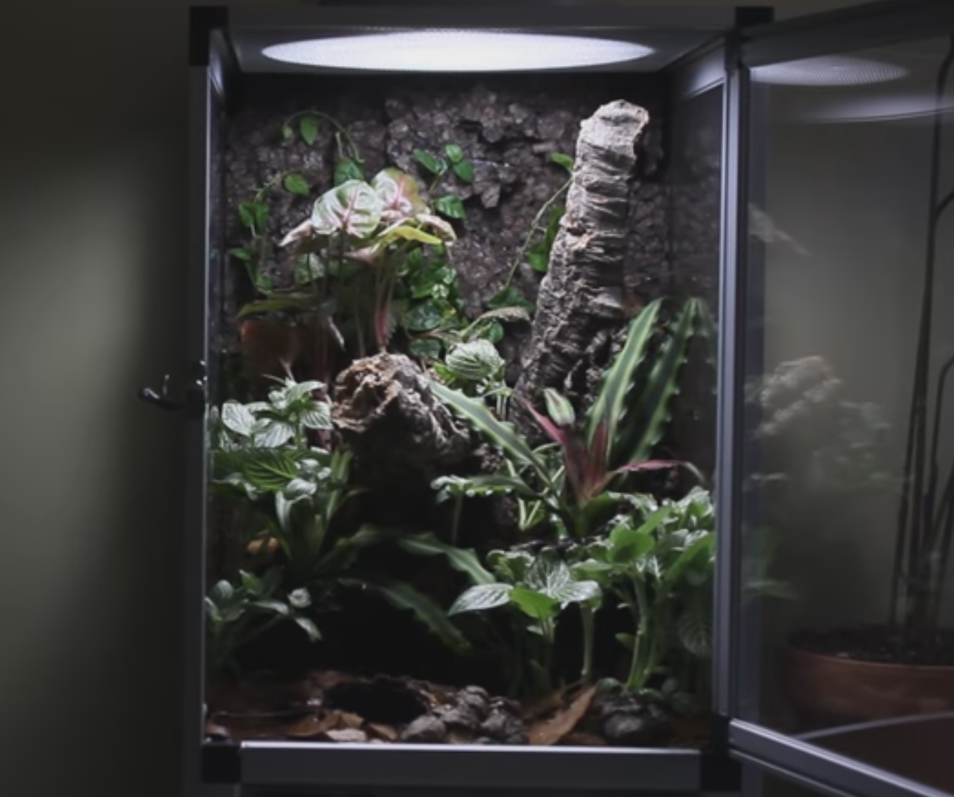 Bioactive sales vivarium supplies