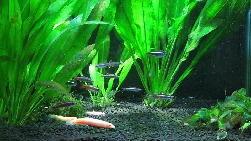 How to for Planted Aquariums - The Tye-Dyed Iguana - Reptiles and Reptile Supplies in St. Louis.