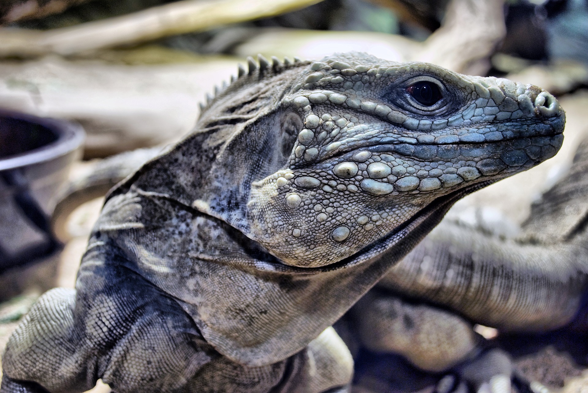 Forest Moss - The Tye-Dyed Iguana - Reptiles and Reptile Supplies in St.  Louis.