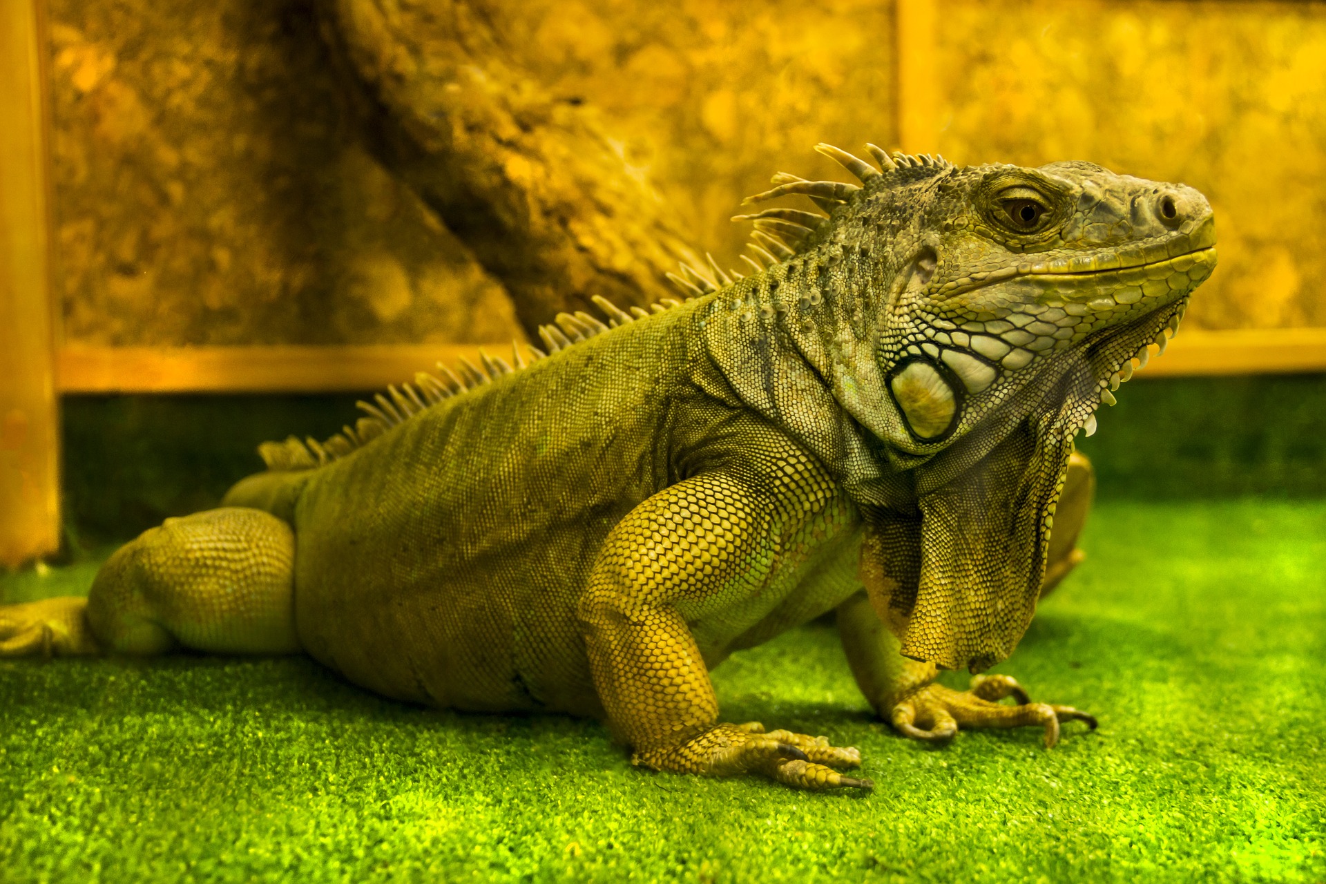 Wait! You Mean I Can Clean and Reuse Substrate? - The Tye-Dyed Iguana