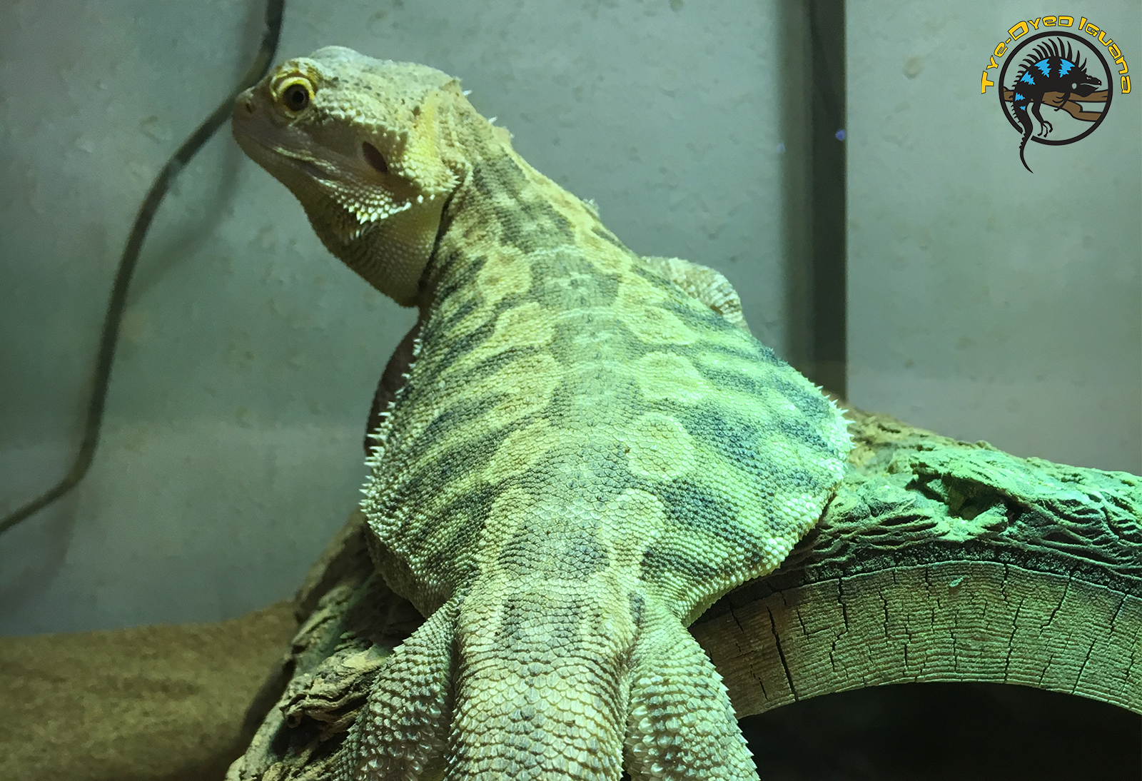 Picture Idea: Metabolic Bone Disease In Reptiles Signs Causes Cure
