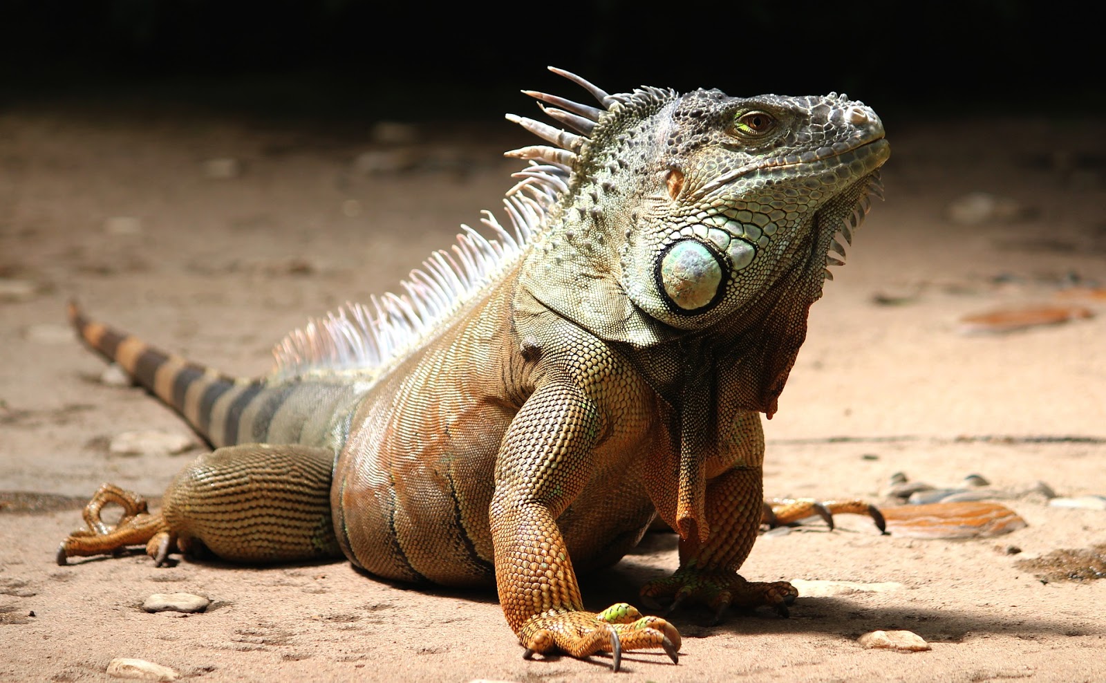 green pet lizards